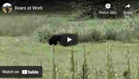Bears at work video image.