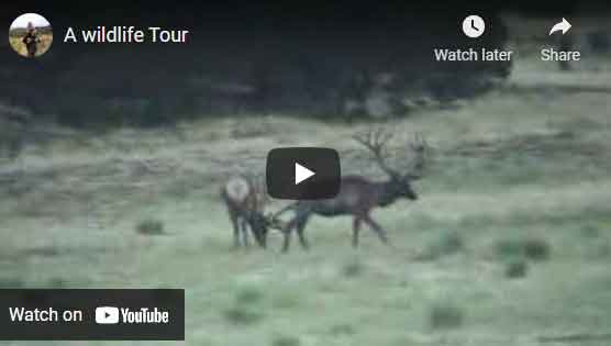 Big elk bulls video image