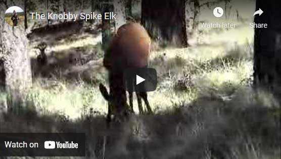 Elk invasion video image