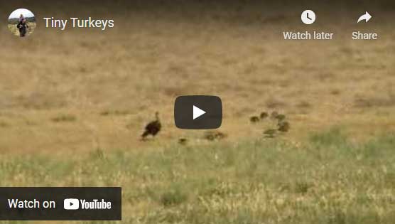 Tiny Turkeys video image